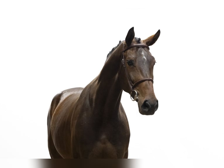 Zangersheide Giumenta 5 Anni 174 cm Baio in Waddinxveen