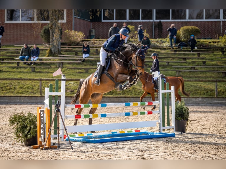 Zangersheide Giumenta 5 Anni 174 cm Baio scuro in Viersen