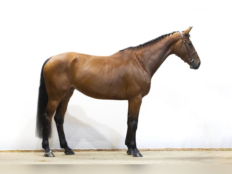 Zangersheide Giumenta 5 Anni 174 cm  in Waddinxveen