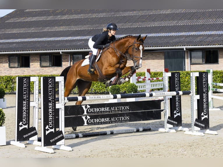 Zangersheide Giumenta 5 Anni 176 cm Baio in Waddinxveen