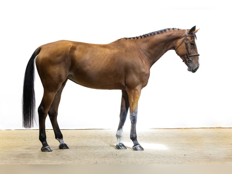 Zangersheide Giumenta 5 Anni 176 cm Baio in Waddinxveen