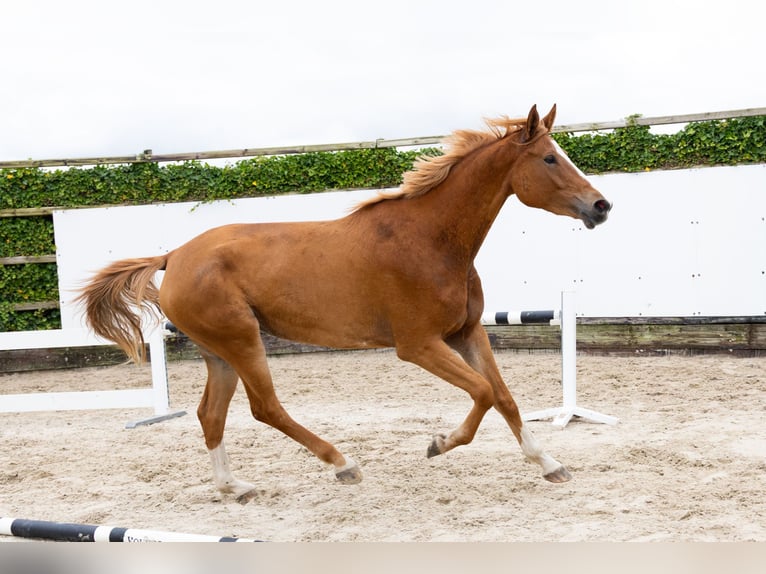 Zangersheide Giumenta 5 Anni 177 cm Sauro in Waddinxveen