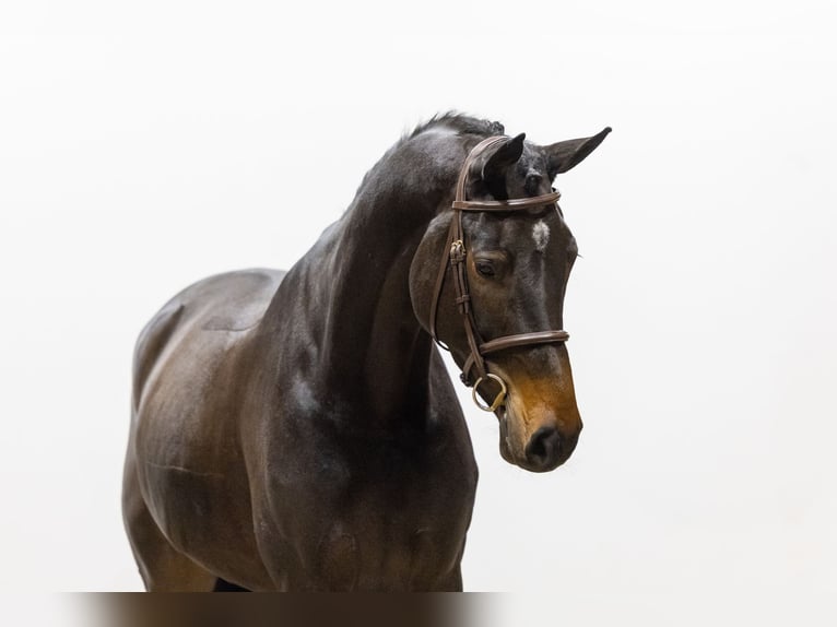 Zangersheide Giumenta 5 Anni 178 cm Baio in Waddinxveen