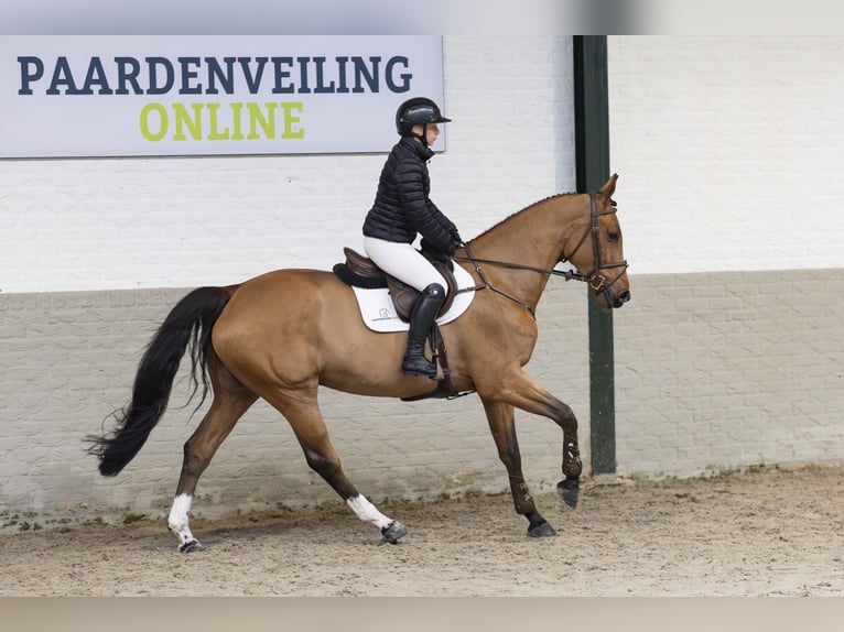 Zangersheide Giumenta 5 Anni Baio in Heerde