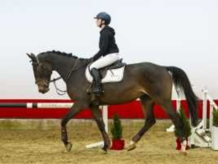 Zangersheide Giumenta 5 Anni Baio scuro in Waddinxveen