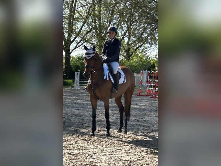 Zangersheide Giumenta 6 Anni 156 cm Baio in Kirchardt
