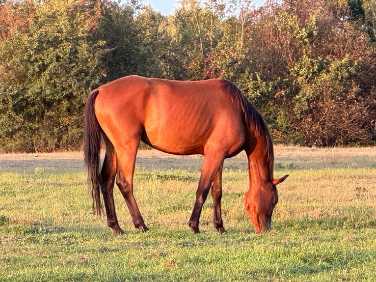 Zangersheide Giumenta 6 Anni 156 cm Baio in Turek