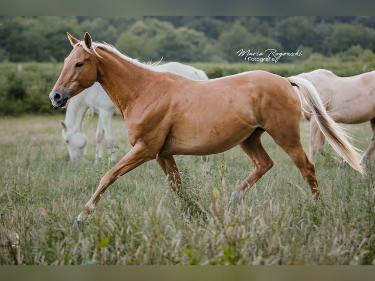 Zangersheide Giumenta 6 Anni 156 cm Palomino in Beaumont-Pied-de-Buf