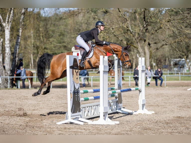 Zangersheide Giumenta 6 Anni 157 cm Baio in Buxtehude