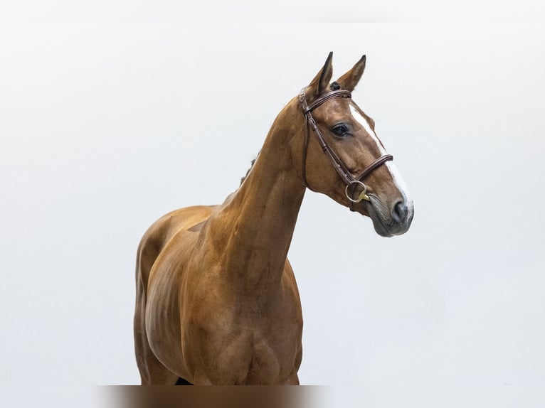 Zangersheide Giumenta 6 Anni 158 cm Baio in Waddinxveen