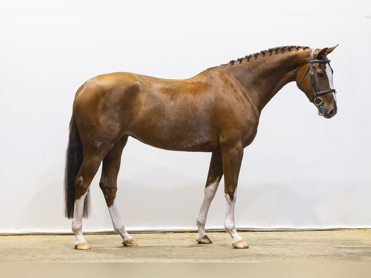 Zangersheide Giumenta 6 Anni 160 cm Sauro in Waddinxveen