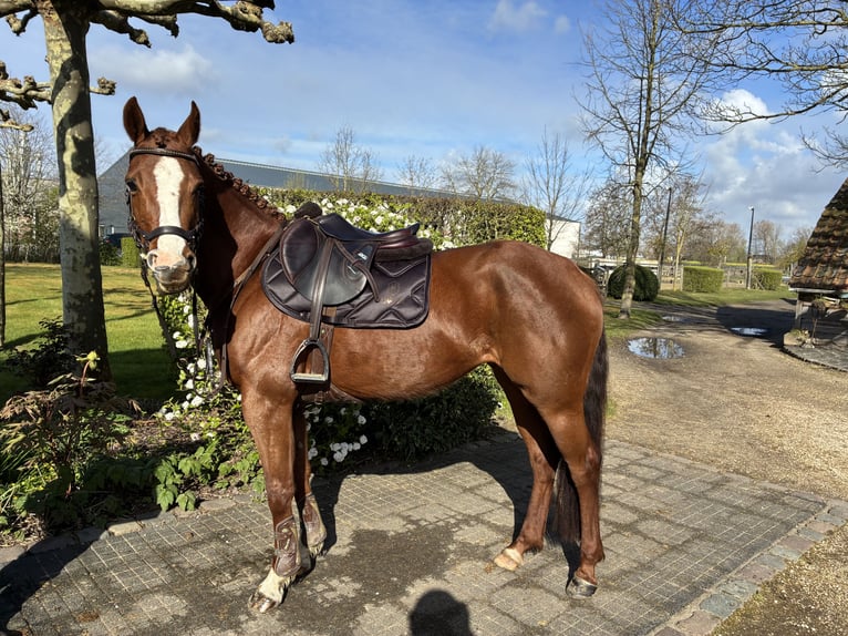 Zangersheide Giumenta 6 Anni 160 cm Sauro scuro in Zeveneken