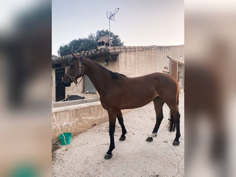 Zangersheide Giumenta 6 Anni 162 cm Baio in Valdeagua