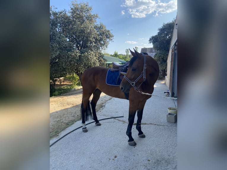 Zangersheide Giumenta 6 Anni 162 cm Baio in Valdeagua