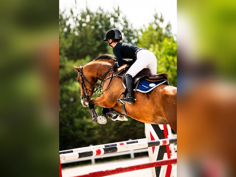 Zangersheide Giumenta 6 Anni 162 cm Baio in Secymin Polski