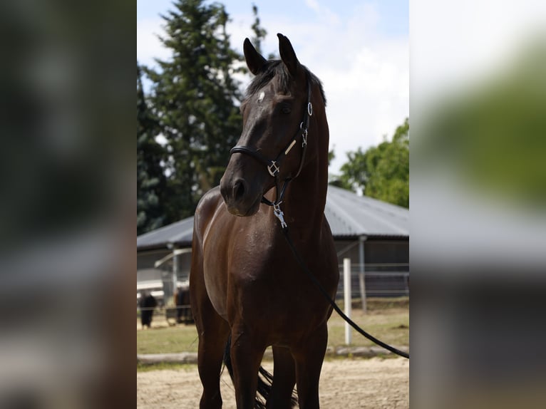 Zangersheide Giumenta 6 Anni 162 cm Baio scuro in Berlin