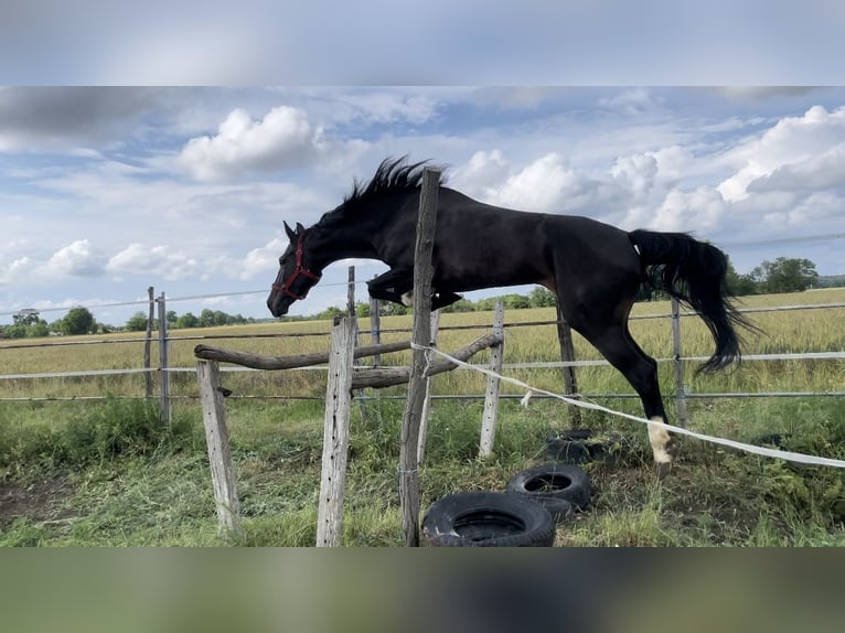 Zangersheide Giumenta 6 Anni 162 cm Baio scuro in Berlin