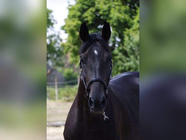 Zangersheide Giumenta 6 Anni 162 cm Baio scuro in Berlin