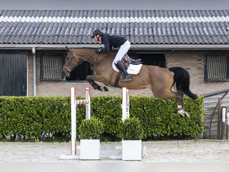 Zangersheide Giumenta 6 Anni 162 cm  in Waddinxveen
