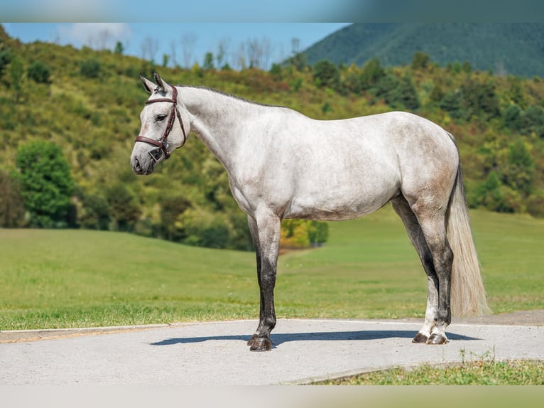 Zangersheide Giumenta 6 Anni 162 cm Grigio in Liptovská Sielnica