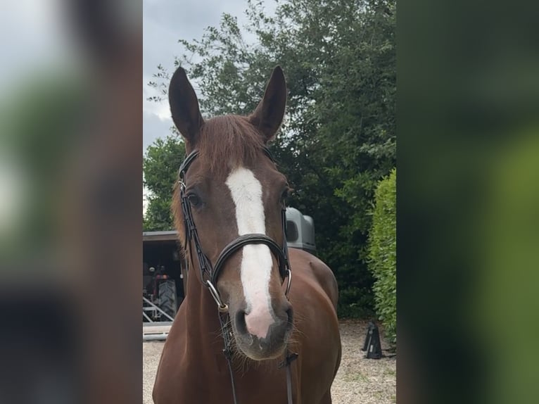 Zangersheide Giumenta 6 Anni 162 cm Sauro in Bocholtz