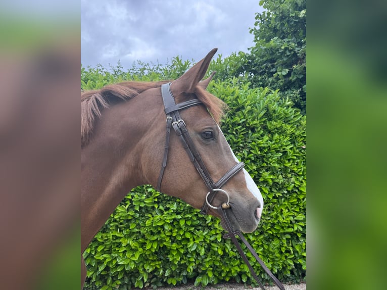 Zangersheide Giumenta 6 Anni 162 cm Sauro in Bocholtz