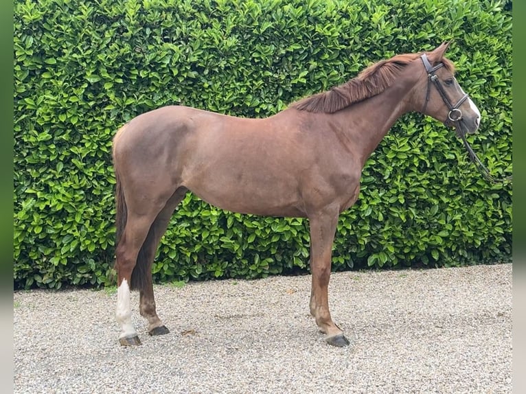 Zangersheide Giumenta 6 Anni 162 cm Sauro in Bocholtz