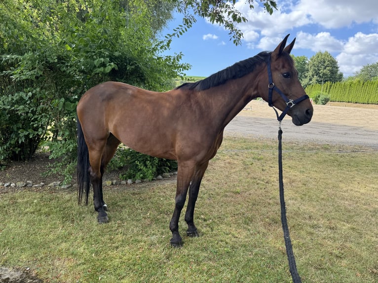Zangersheide Giumenta 6 Anni 163 cm Baio in Nähe Koblenz