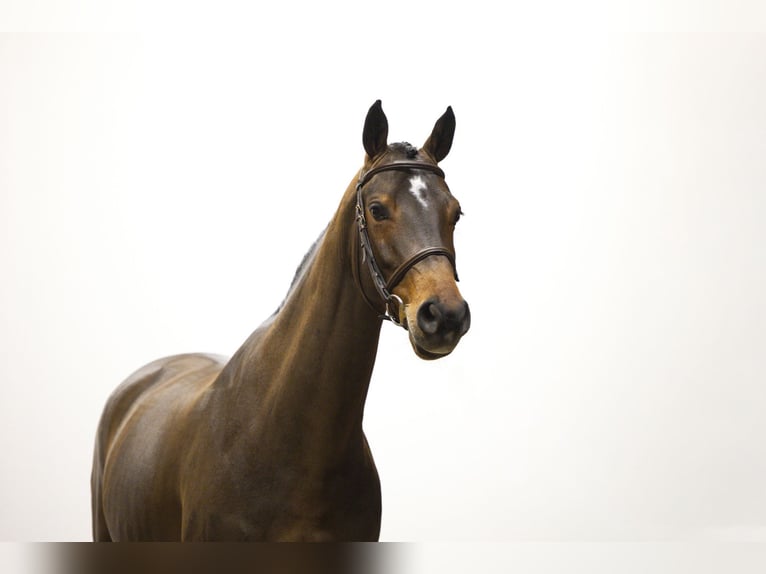 Zangersheide Giumenta 6 Anni 164 cm Baio in Waddinxveen