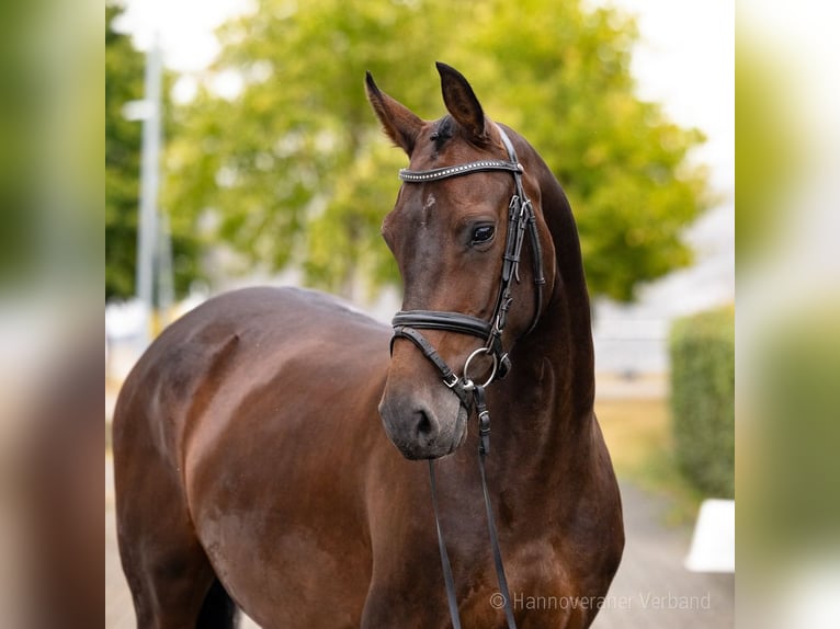 Zangersheide Giumenta 6 Anni 164 cm Baio scuro in Verden