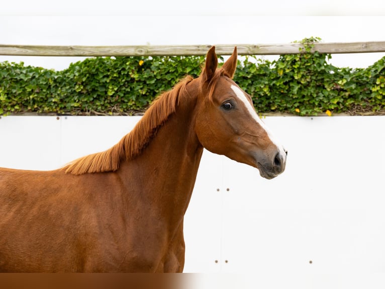 Zangersheide Giumenta 6 Anni 164 cm  in Waddinxveen