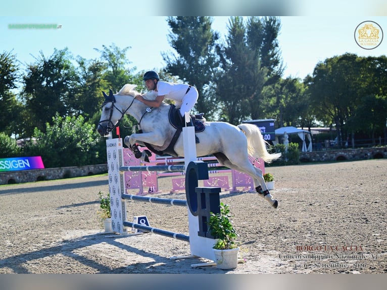 Zangersheide Giumenta 6 Anni 164 cm Grigio in Milano