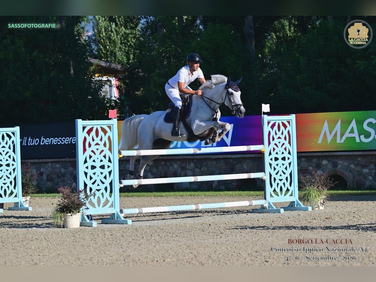 Zangersheide Giumenta 6 Anni 164 cm Grigio in Milano