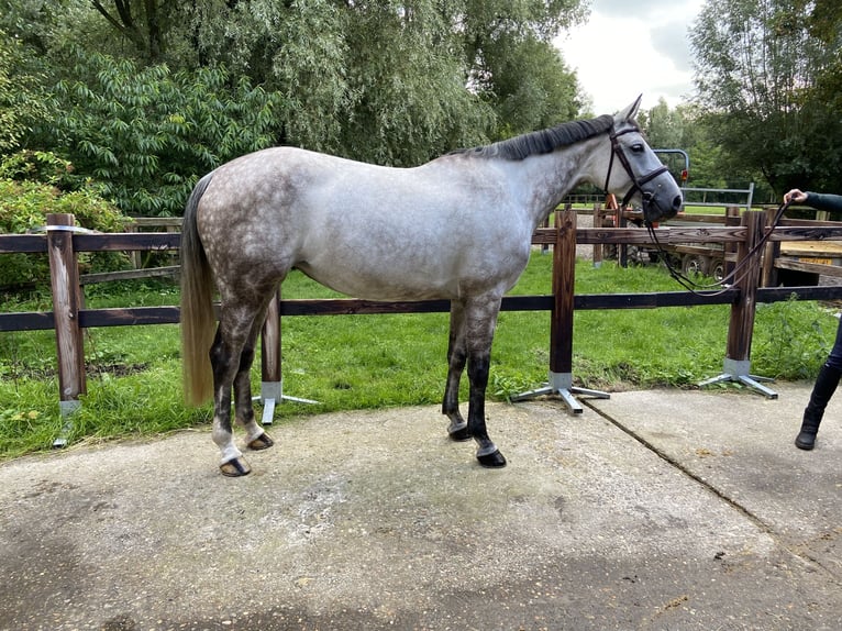 Zangersheide Giumenta 6 Anni 164 cm Grigio in Laag-Keppel