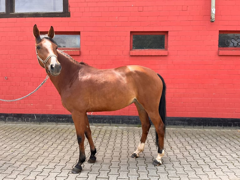 Zangersheide Giumenta 6 Anni 165 cm Baio in Benken SG