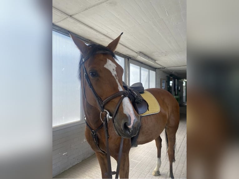 Zangersheide Giumenta 6 Anni 165 cm Baio in Benken SG