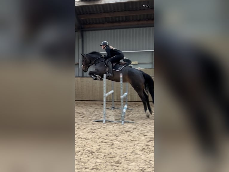 Zangersheide Giumenta 6 Anni 165 cm Baio in Lierderholthuis