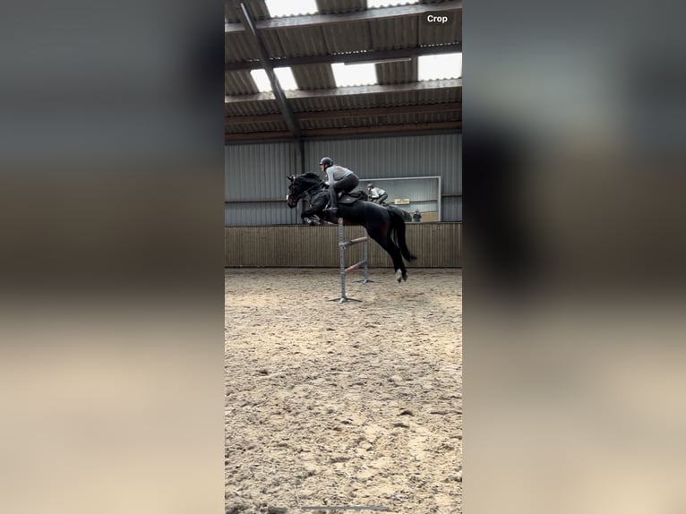 Zangersheide Giumenta 6 Anni 165 cm Baio in Lierderholthuis