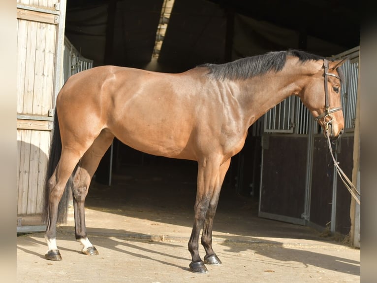 Zangersheide Giumenta 6 Anni 165 cm Baio in Geilenkirchen