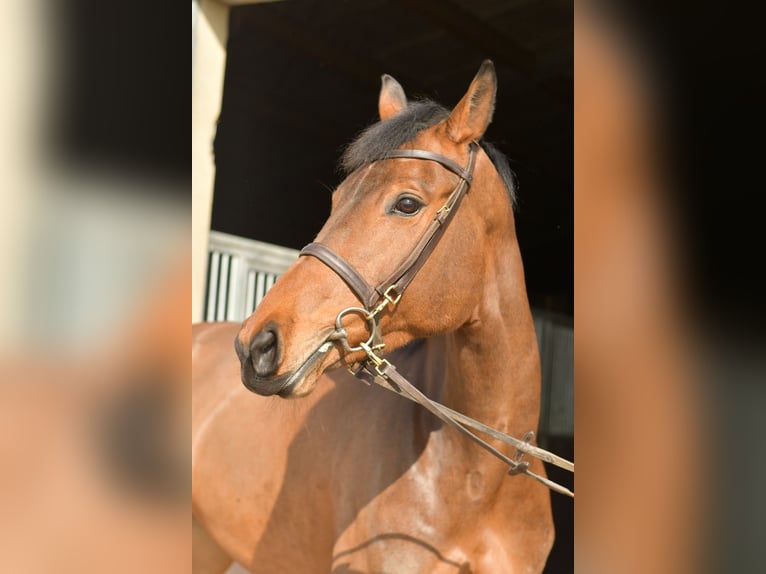 Zangersheide Giumenta 6 Anni 165 cm Baio in Geilenkirchen