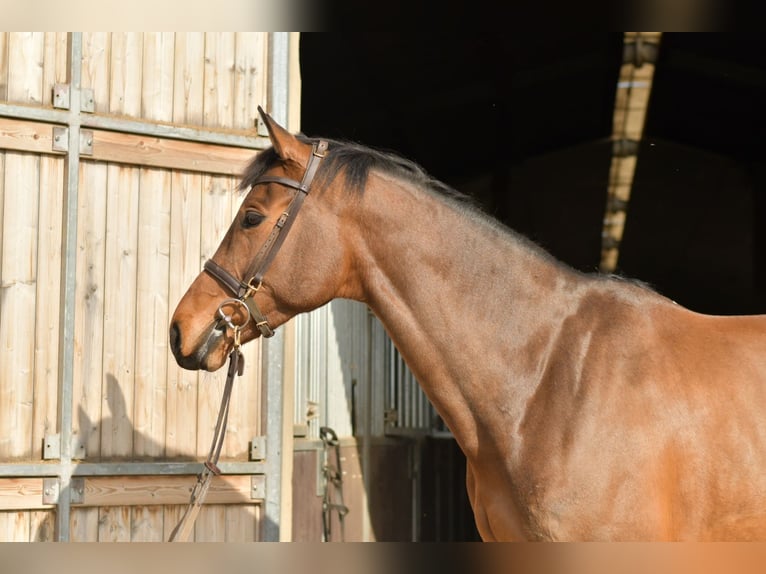 Zangersheide Giumenta 6 Anni 165 cm Baio in Geilenkirchen
