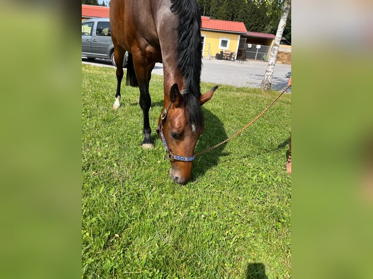 Zangersheide Giumenta 6 Anni 165 cm Baio in Tarcento