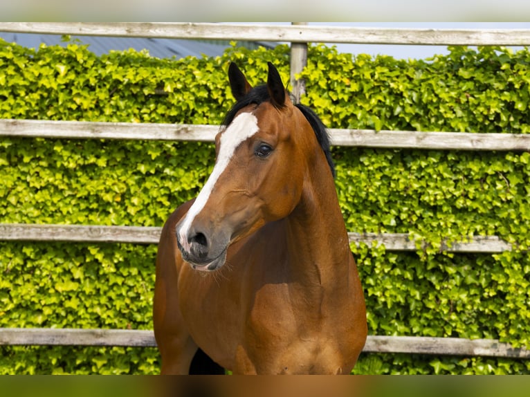 Zangersheide Giumenta 6 Anni 165 cm Baio in Waddinxveen