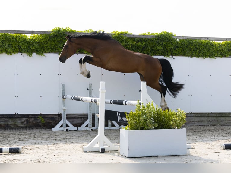 Zangersheide Giumenta 6 Anni 165 cm Baio in Waddinxveen
