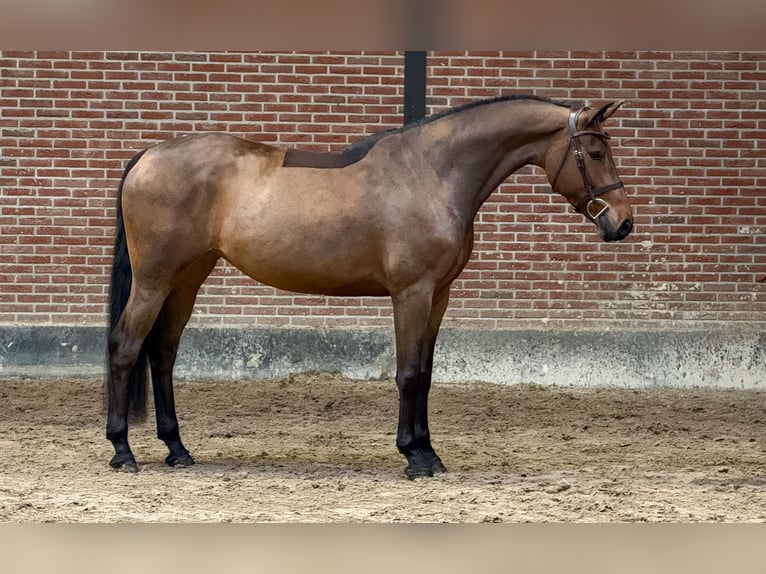 Zangersheide Giumenta 6 Anni 165 cm Baio ciliegia in Schoonoord
