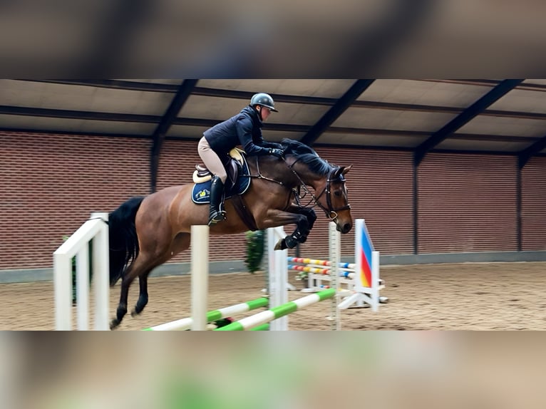 Zangersheide Giumenta 6 Anni 165 cm Baio ciliegia in Schoonoord
