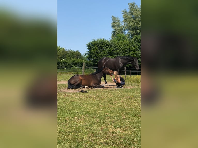 Zangersheide Giumenta 6 Anni 165 cm Baio scuro in Donderen