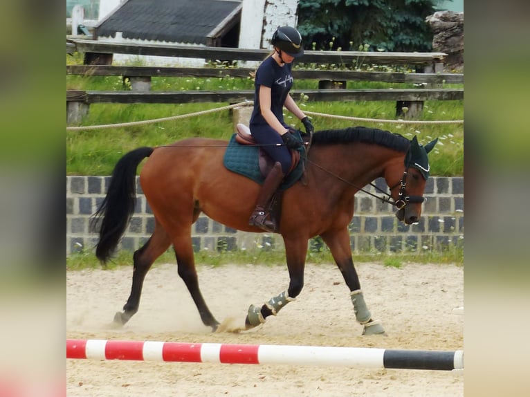 Zangersheide Giumenta 6 Anni 165 cm Baio scuro in Ratingen