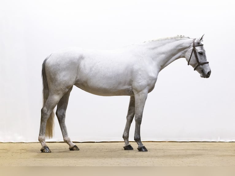 Zangersheide Giumenta 6 Anni 165 cm Grigio in Waddinxveen