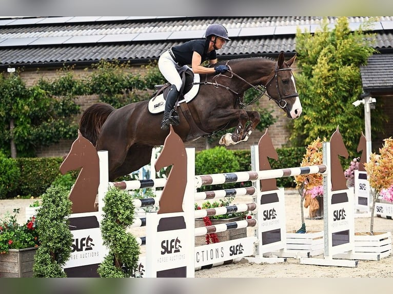 Zangersheide Giumenta 6 Anni 165 cm Sauro scuro in Bladel